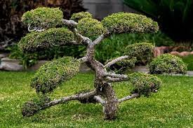 Kishkindha Moolika Bonsai Garden